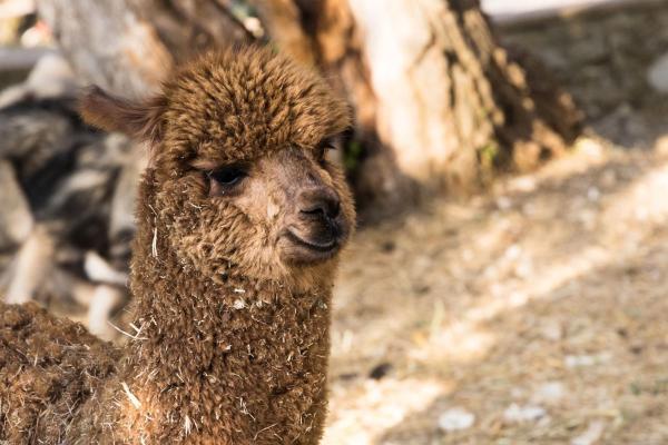 Borgo Incantato Spoleto, Rezerwuj Pobyt na farmie Hotele SPA w Spoleto, SPA