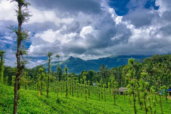 Ende Wayanad Resort, Rezerwuj   