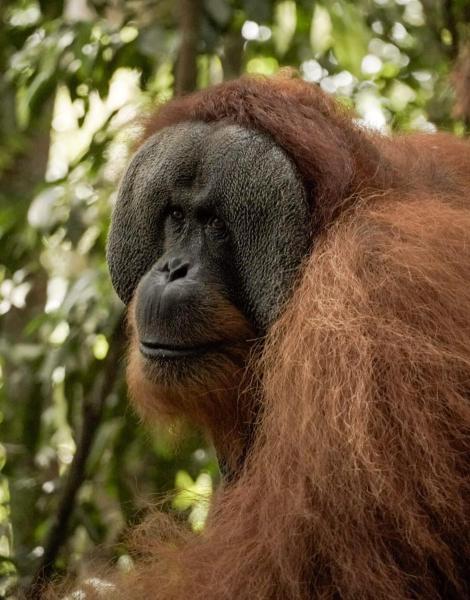 Sama Sama Homestay & Trekking Only Stay Here Book Trekking and Transport With Us, Rezerwuj  Tanie Hotele w Sumatra