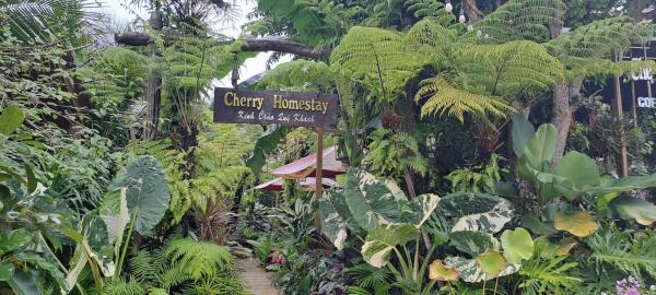 Cherry HomeStay & coffee, Rezerwuj  Hotele w Dak Lak z Basenem, Basen