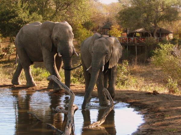 Umlani Bushcamp, Rezerwuj Lodge Timbavati Game Reserve Mpumalanga