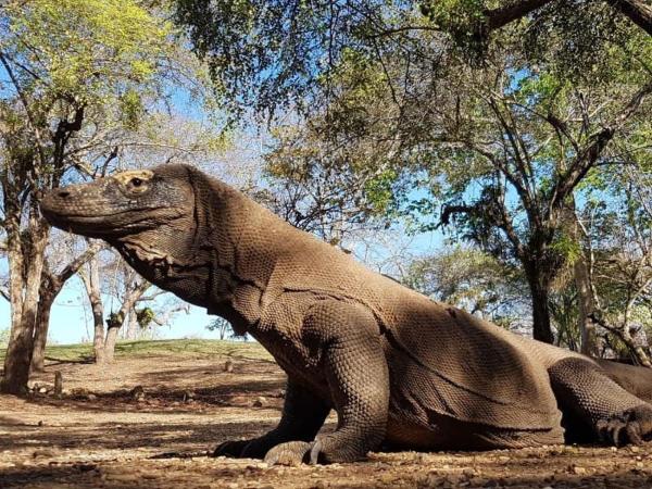 4D3N CRUISE Lombok-Komodo-Flores, Rezerwuj  Mangsit Lombok
