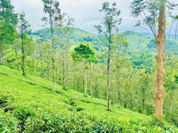 Zonooro Homestay Vythiri, Rezerwuj  Vythiri 