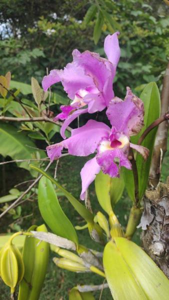 Finca Villa Marleny, Rezerwuj  Fusagasugá Cundinamarca